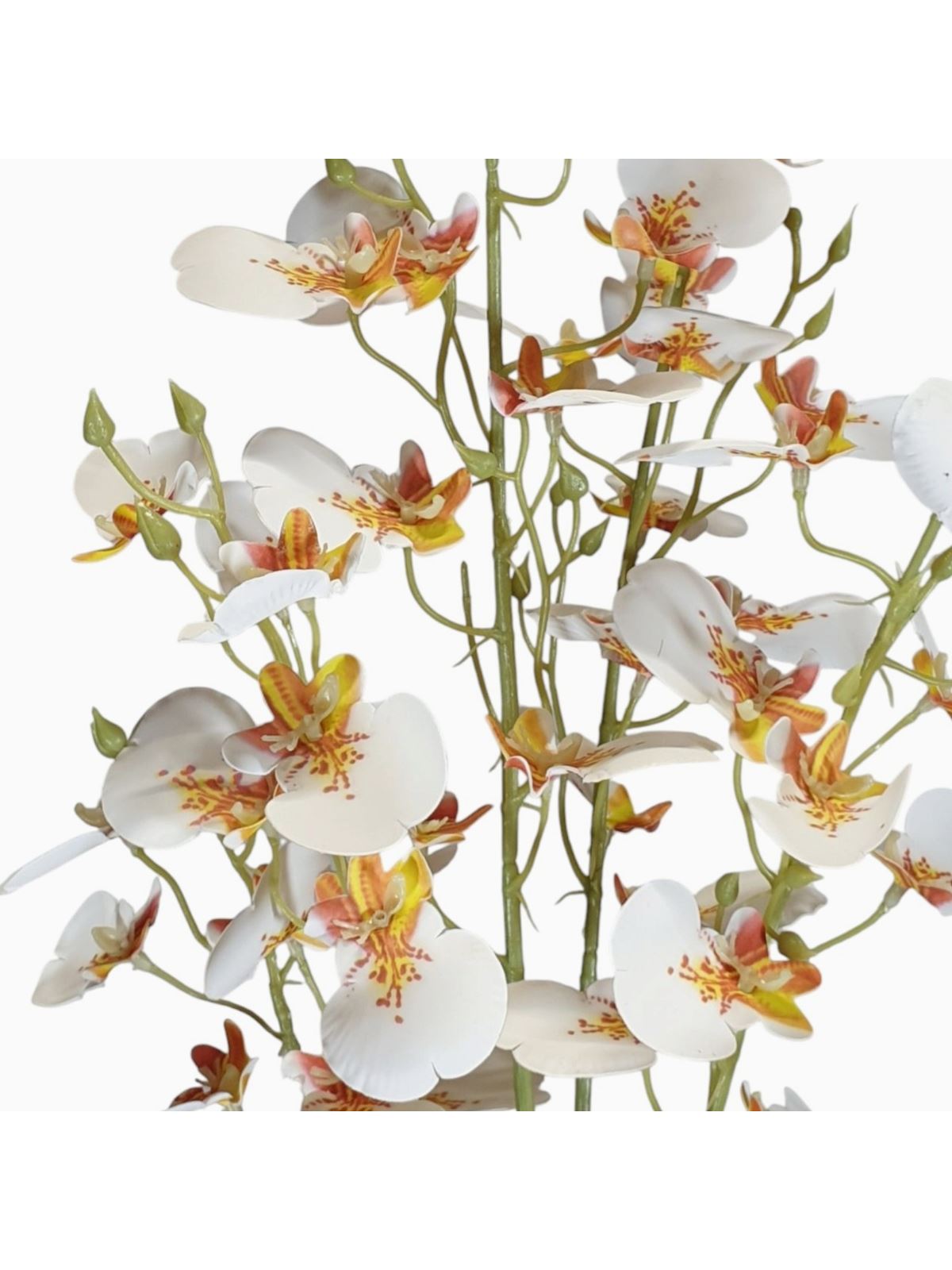 STORCZYK ONCYDIUM 92CM CV34925 RT WHITE