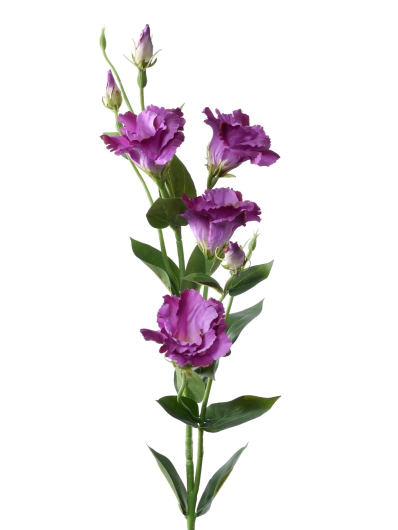 EUSTOMA GAŁĄZKA 83CM SUN345 LT VIOLET DR VIOLET