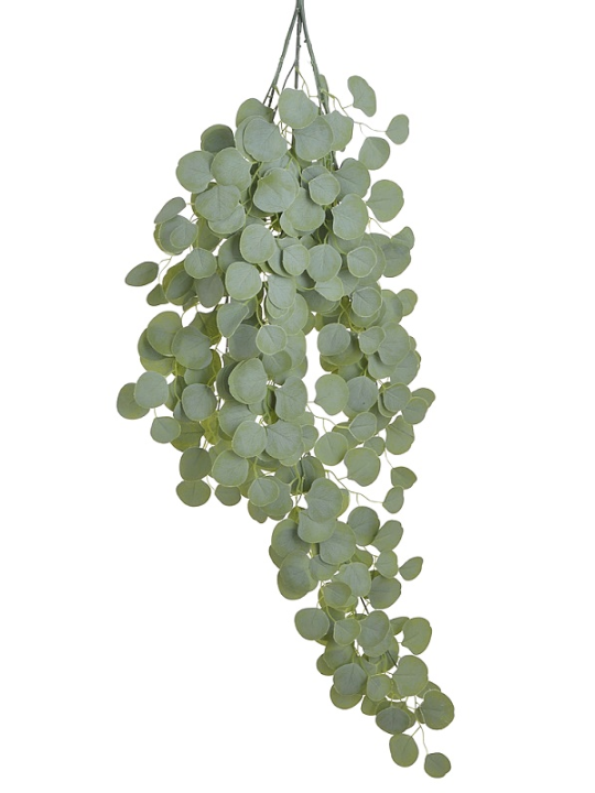 EUKALIPTUS ZWIS DUŻY 120CM  POWDER GREEN