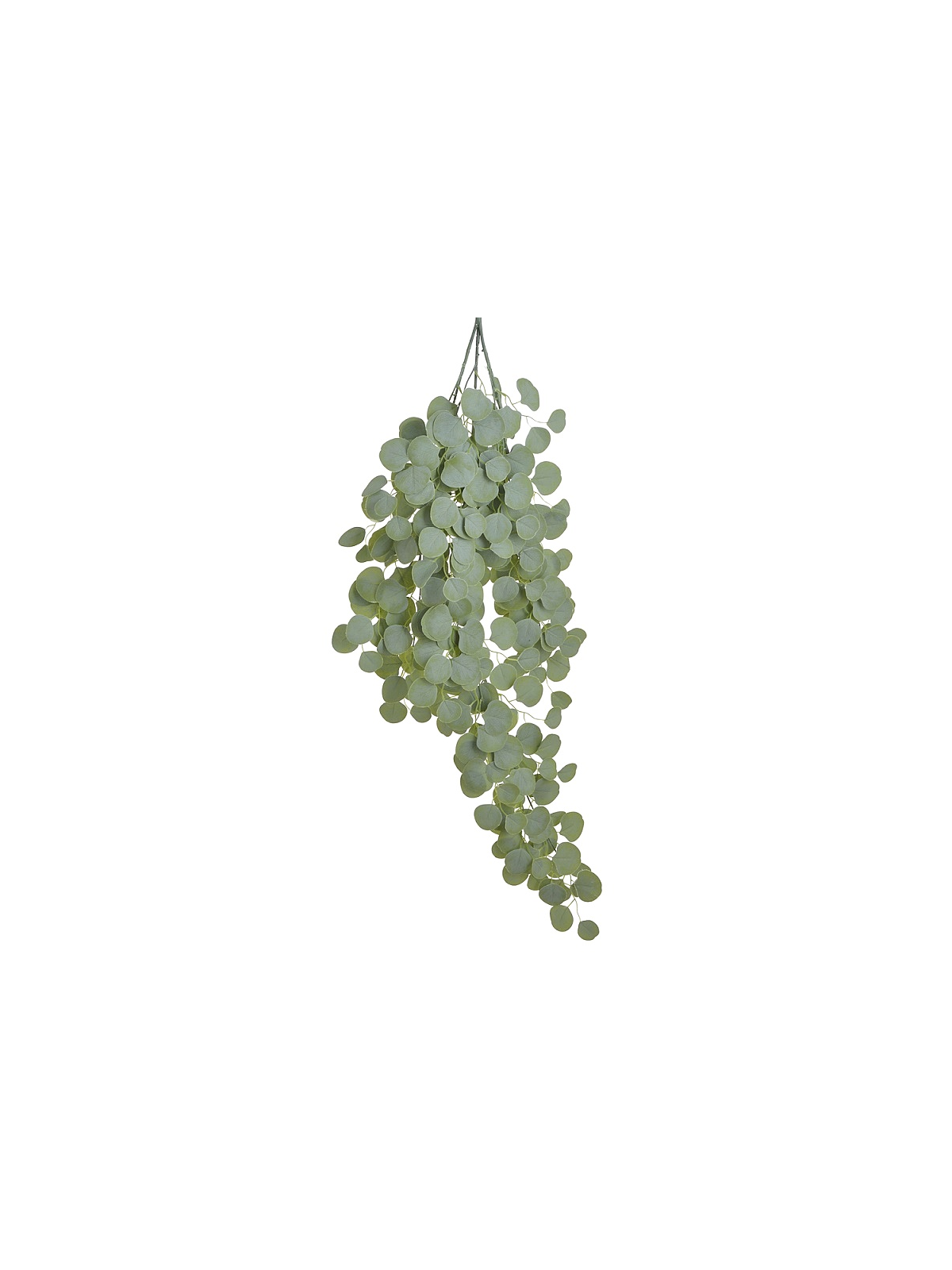 EUKALIPTUS ZWIS DUŻY 120CM  POWDER GREEN