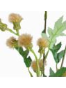 TANACETUM x3 GAŁĄZKA 70CM BEDGE