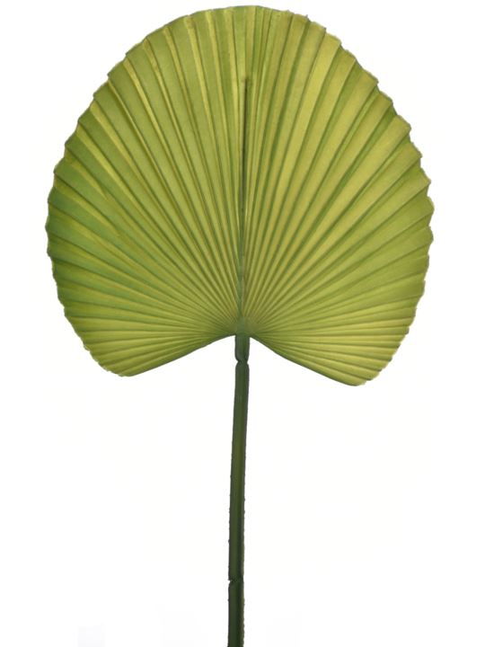 LIŚĆ PALMY 55CM JUN045 GREEN