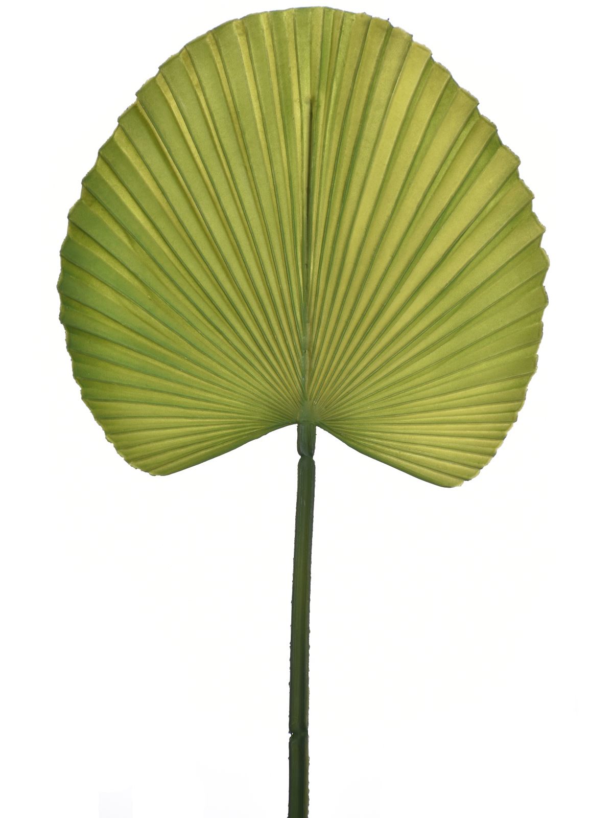 LIŚĆ PALMY 55CM JUN045 GREEN