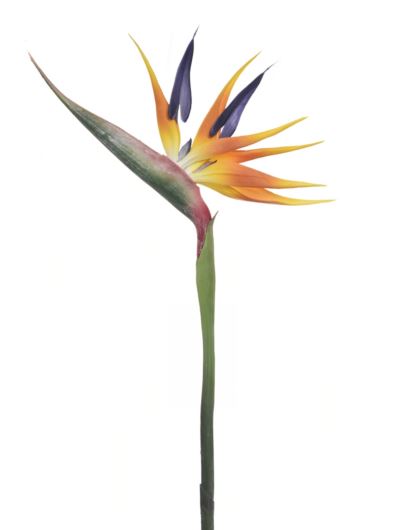 STRELICJA GUMOWA 100CM ANA1006 RT YELLOW ORANGE