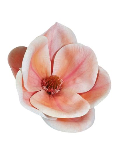 MAGNOLIA GŁOWA 15CM WEI1017 RT SALMON