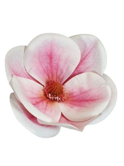 MAGNOLIA GŁOWA 15CM WEI1017 RT CREAM BEAUTY
