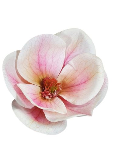 MAGNOLIA GŁOWA 15CM WEI1017 RT LT PINK