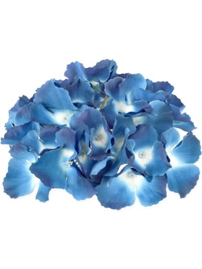 HORTENSJA GŁÓWKA 17CM / LE18 MIDNIGHT BLUE