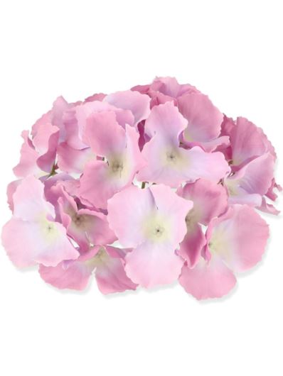 HORTENSJA GŁÓWKA 17CM / LE18 SUNSET PURPLE