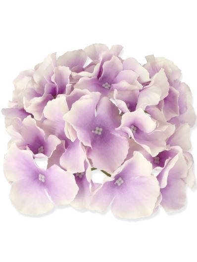 HORTENSJA GŁÓWKA 17CM / LE18 BLUBERRY