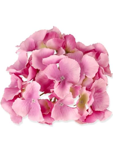 HORTENSJA GŁÓWKA 17CM / LE18 61 HOT PINK