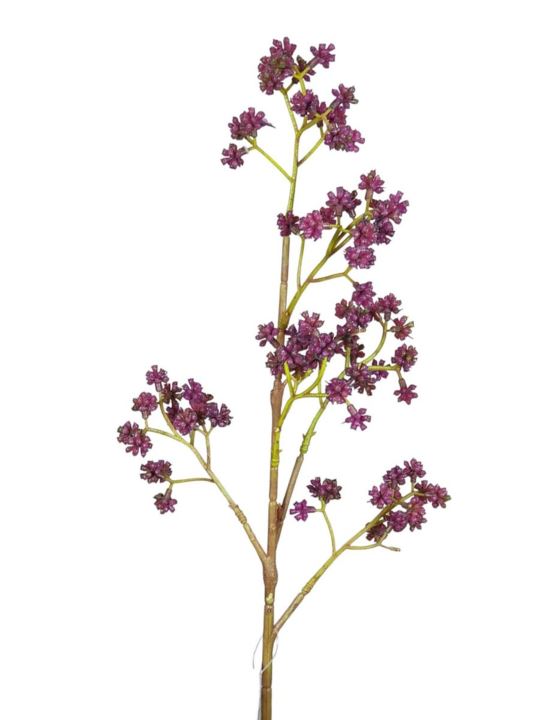 PIĘKNOTKA AMERYKAŃSKA 65CM PURPLE
