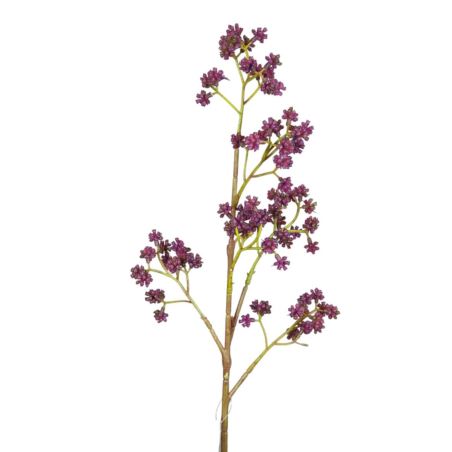 PIĘKNOTKA AMERYKAŃSKA 65CM PURPLE