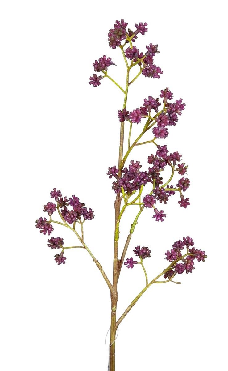 PIĘKNOTKA AMERYKAŃSKA 65CM PURPLE