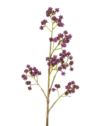 PIĘKNOTKA AMERYKAŃSKA 65CM PURPLE