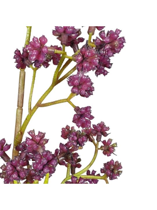 PIĘKNOTKA AMERYKAŃSKA 65CM PURPLE