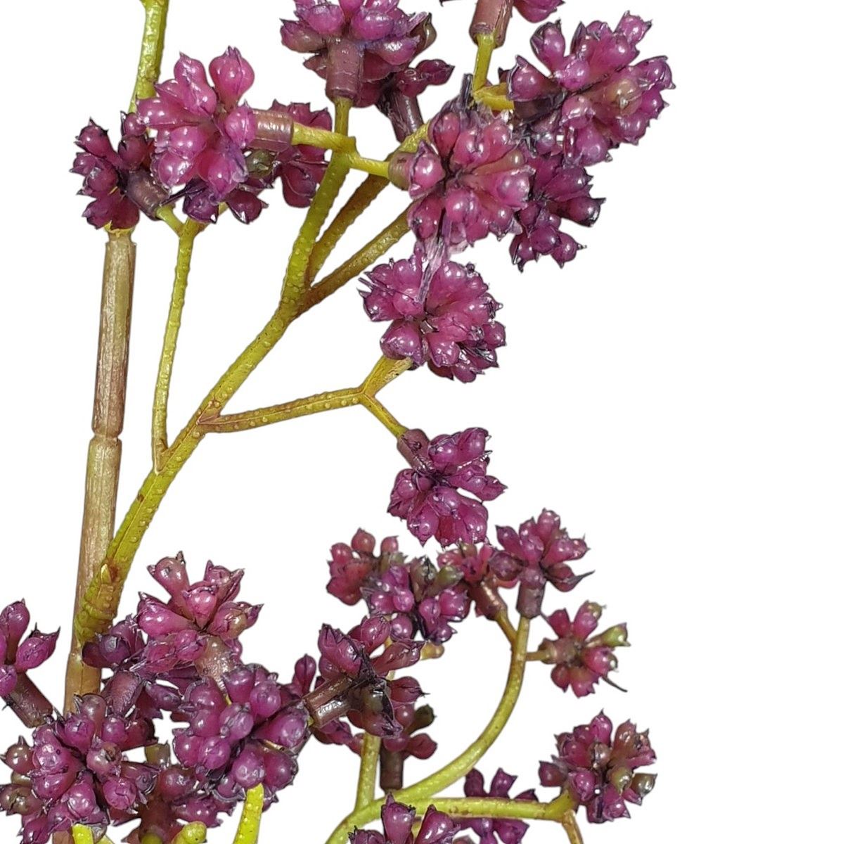 PIĘKNOTKA AMERYKAŃSKA 65CM PURPLE