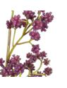 PIĘKNOTKA AMERYKAŃSKA 65CM PURPLE