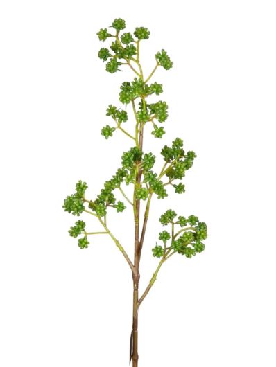 PIĘKNOTKA AMERYKAŃSKA 65CM GREEN
