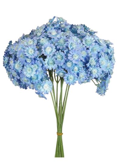 GIPSÓWKA KWIATUSZKI 10PIK/PĘCZEK 34CM BLUE