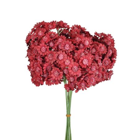 GIPSÓWKA KWIATUSZKI 10PIK/PĘCZEK 34CM DK RED