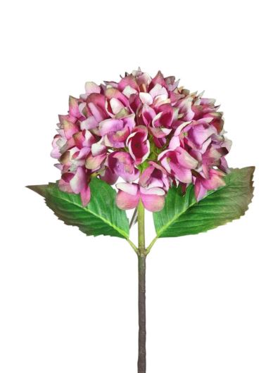 HORTENSJA POJEDYNCZA 46CM DIRTY BEAUTY GREEN