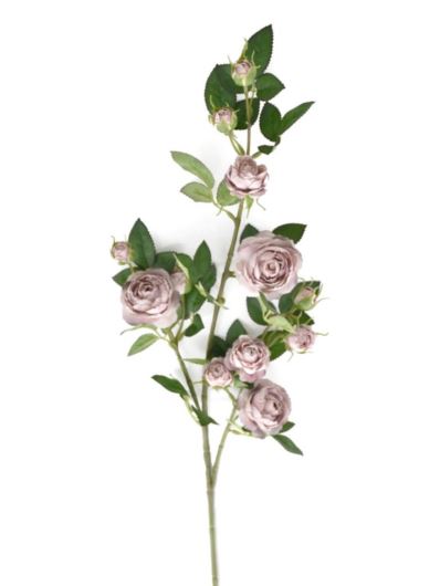 Róża Gał dzikiej różyczki 78cm sun663 delicate bro