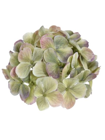 HORTENSJA GŁOWA 17CM KLM1201 GREEN EDGE PINK