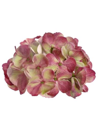 HORTENSJA GŁOWA 17CM KLM1201 GREEN EDGE BEAUTY