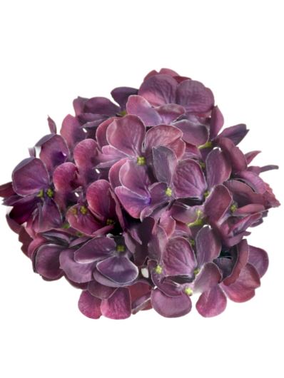 HORTENSJA GŁOWA 17CM KLM1201 DEEP BEAUTY