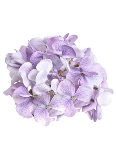 HORTENSJA GŁOWA 17CM KLM1201  LT VIOLET