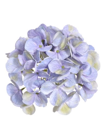 HORTENSJA GŁOWA 17CM KLM1201 LAVENDER