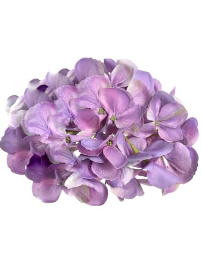 HORTENSJA GŁOWA 17CM KLM1201 DR VIOLET