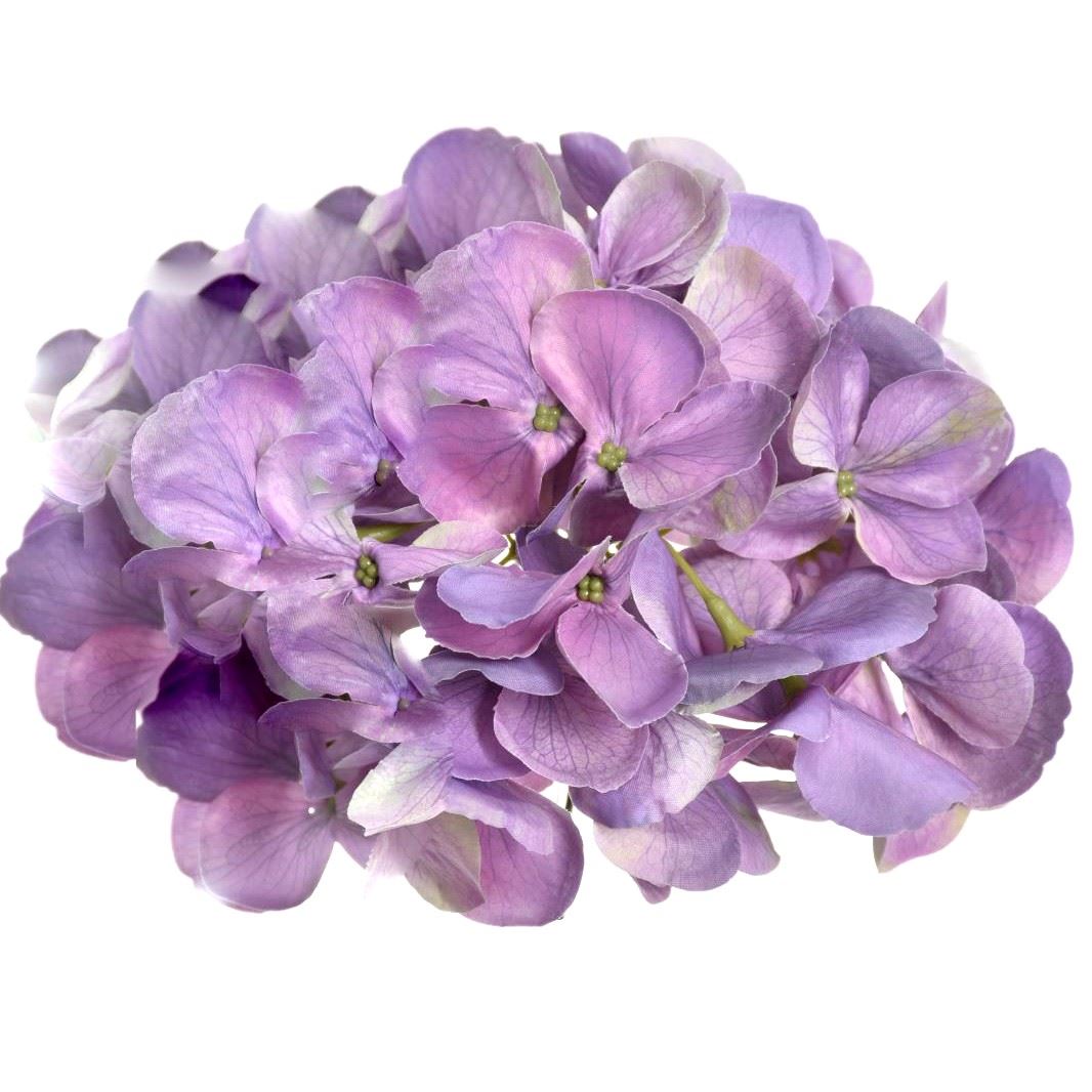 HORTENSJA GŁOWA 17CM KLM1201 DR VIOLET
