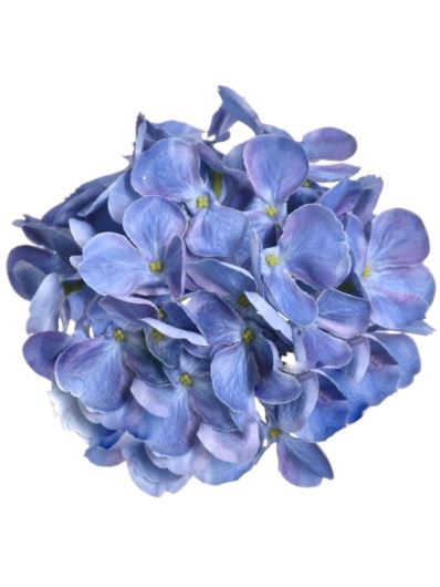 HORTENSJA GŁOWA 17CM KLM1201 SAPHIRE