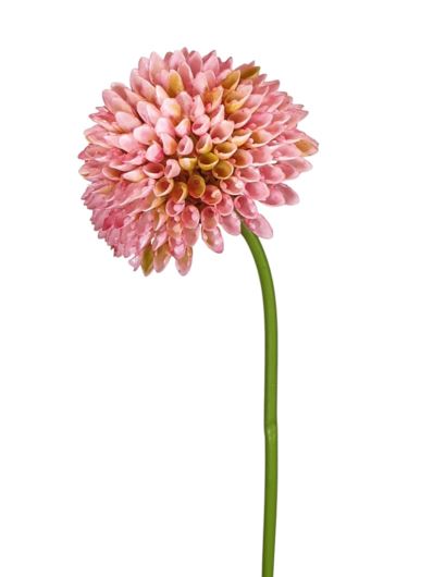 CZOSNEK – ALLIUM PLASTIC 35CM FJ049 OLD PINK