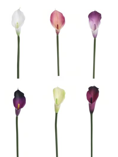 CALLA GUMA 72 CM  ANA1013 6 KOLORÓW  MIX3