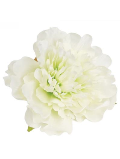 PEONIA GŁÓWKA 12CM CREAM GREEN