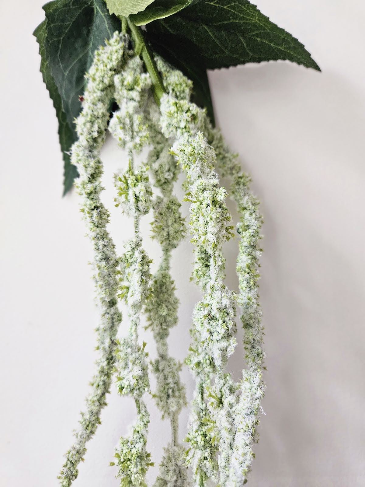 AMARANTUS ZWISAJĄCY 120CM POWDER GREEN