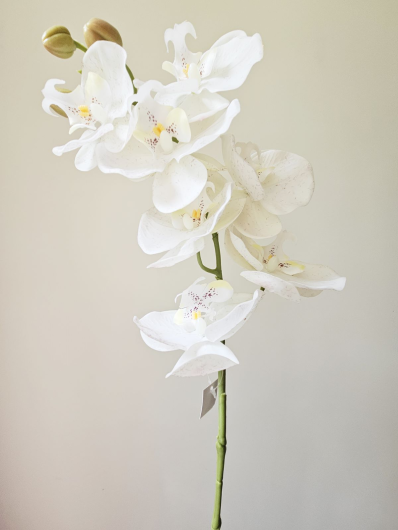 STORCZYK PHALENOPSIS LATEX RT 88CM WHITE CREAM