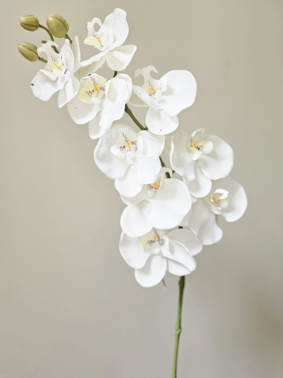 STORCZYK PHALENOPSIS LATEX RT 100CM WHITE CREAM