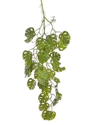 MONSTERA ZWIS 90CM GREEN