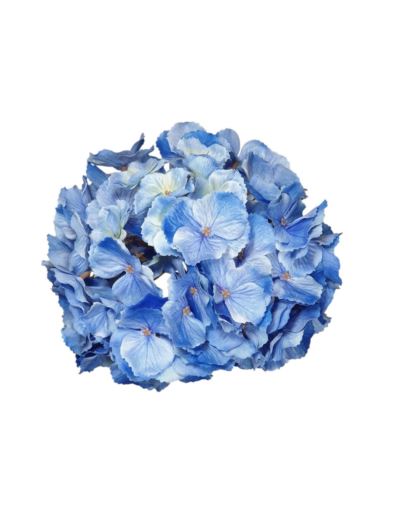 HORTENSJA GŁOWA DUŻA 20CM /CHQ01 024 PURE BLUE