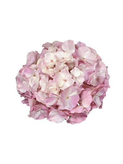 HORTENSJA GŁOWA DUŻA 20CM /CHQ01 021 LT PINK