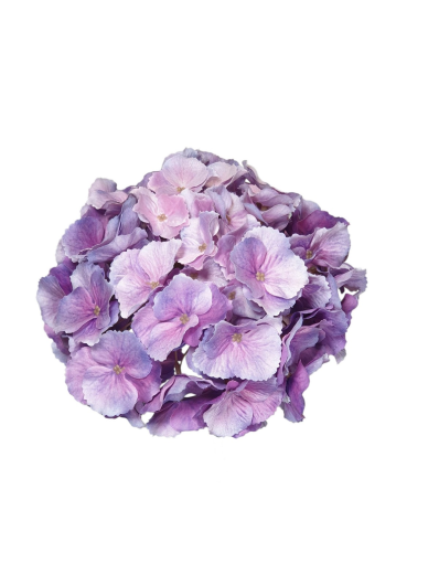 HORTENSJA GŁOWA DUŻA 20CM /CHQ01 02#15 PURE VIOLET