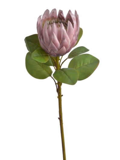 PROTEA POJEDYNCZA 68CM RT OLD PINK