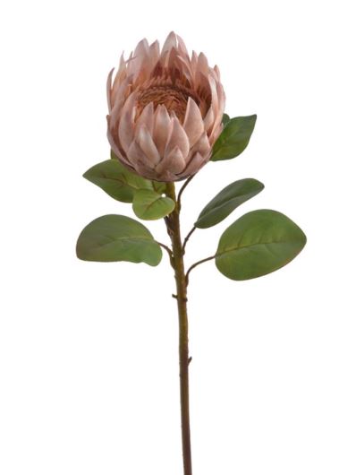 PROTEA POJEDYNCZA 68CM RT BROWN COFFE