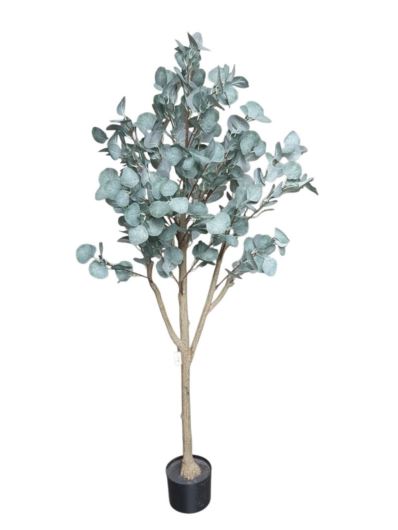 EUKALIPTUS DRZEWKO DON CH19332219GR 150CM POW.GRN