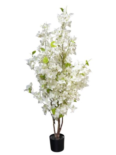 BUGENWILLA W DONICZCE 115CM WHITE