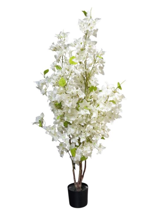 BUGENWILLA W DONICZCE 115CM WHITE